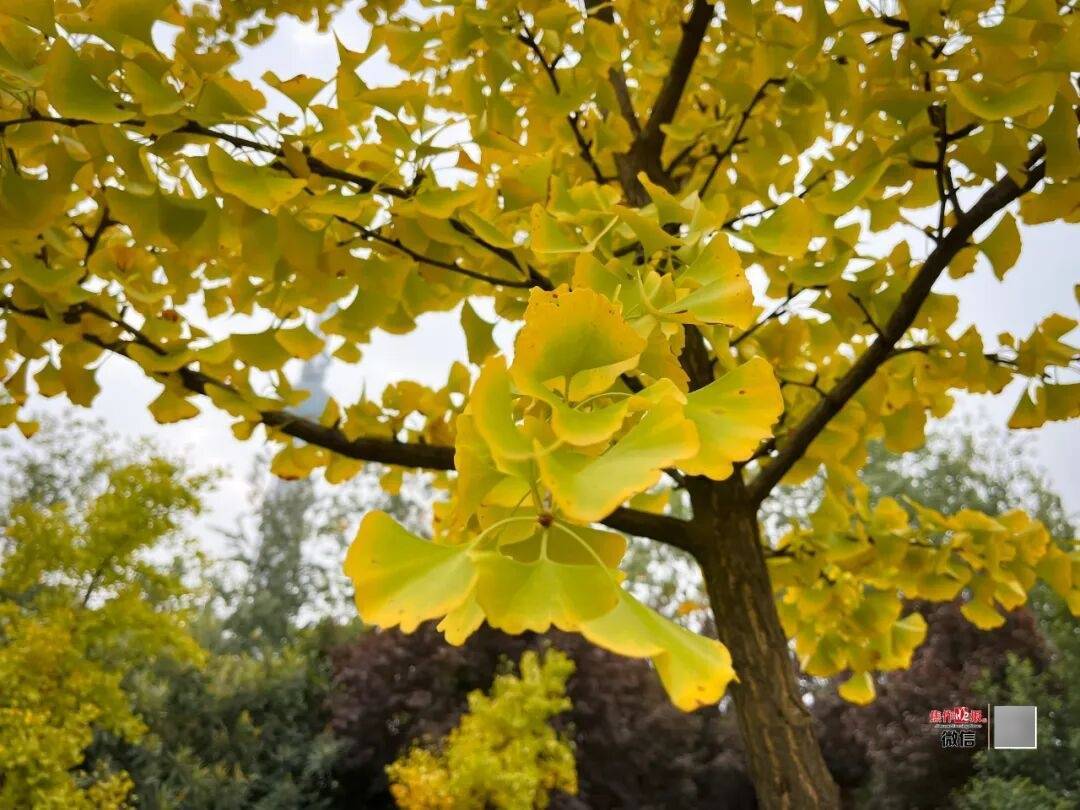 银杏金黄<strong></p>
<p>长江电力股票</strong>!铺满焦作的秋天!