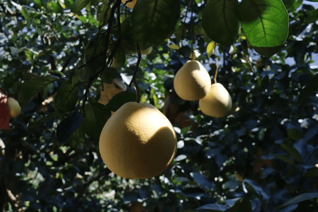 霜降至<strong></p>
<p>长江电力股票</strong>,气温会有反转吗?