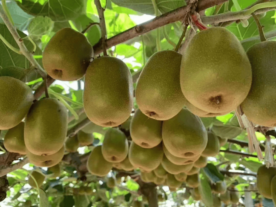 霜降至<strong></p>
<p>长江电力股票</strong>,气温会有反转吗?