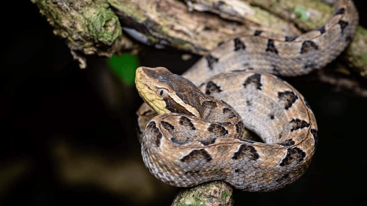 泰国女子在ATM机取钱<strong></p>
<p>中国平安股票</strong>,取款口突然窜出一条蛇