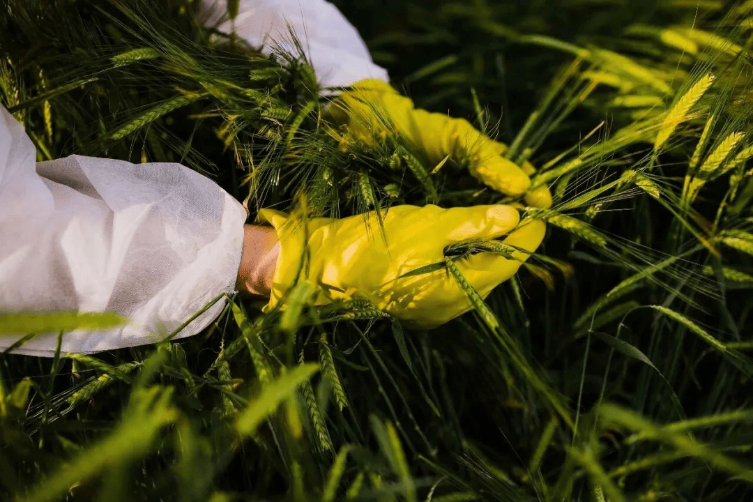 警惕<strong></p>
<p>三一重工股票</strong>！田里有间谍