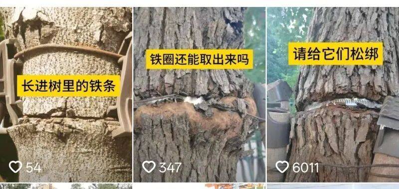 金属卡箍嵌进树里<strong></p>
<p>通富微电股票</strong>,苏州一网民发视频喊话相关部门给树木“松绑” !当地回应:已全部拆除