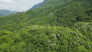 2025全球熊猫伙伴大会|万物并育和合生