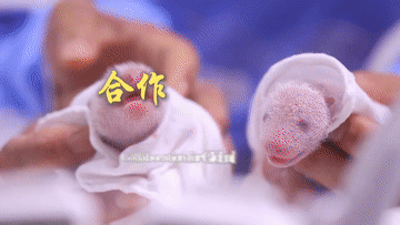 2025全球熊猫伙伴大会|万物并育和合生