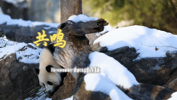 2025全球熊猫伙伴大会|万物并育和合生