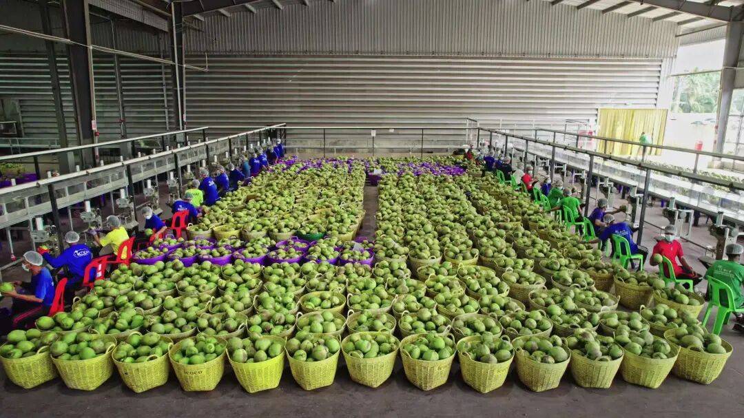 椰子水之外<strong></p>
<p>康美药业股票</strong>，大公司争夺40亿元生椰市场