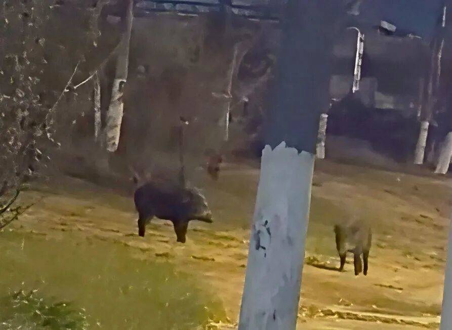 可能游江过来！有市民在扬州城区拍到了野猪……