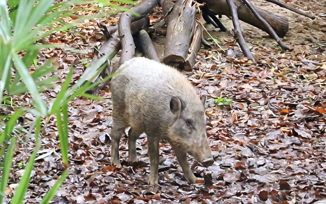 可能游江过来<strong></p>
<p>中国重工股票</strong>!有市民在扬州城区拍到了野猪……